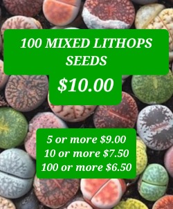 MIXED LITHOPS