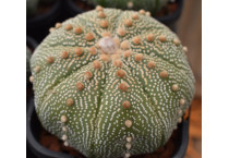 Astrophytum - Seed