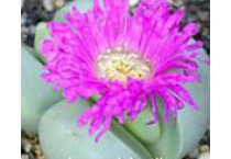 Argyroderma - Seed