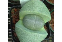 Pleiospilos - Seed