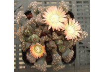 Titanopsis  - Seed