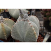 Astro.Myriostigma v. quad - Seed