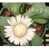 Aloinopsis Rosulata - Seed