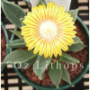 Aloinopsis Rubrolineata - Seed