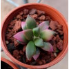 Anacampseros Telephiastrum Variegata - Plant