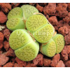 Annarosa - Plant