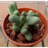 Argyroderma Fissum - Plant