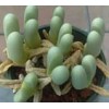 Argyroderma Fissum - Seed