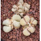 BM7941 - Seed