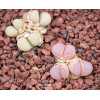 BM7941 - Seed