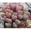 C.X marnierianum - Seed