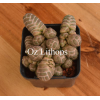 Crassula barklyi - Plant