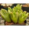 C.elishae - Seed