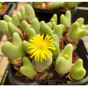 C.lavisianum - Seed