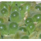 C.limpidum - Seed