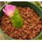 C.limpidum EVJ7908 - Seed