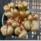 C.pell.neohallii - Seed