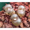 C.pell.pardi (Kweekfontein) - Seed