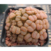 C.pellucidum (Rietfontein) - Seed