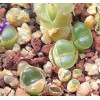 C.praesectum ARM320 - Seed