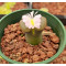 C.praesectum CC35 - Seed