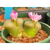 C.praesectum SB1210 - Seed