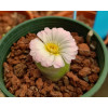 C.praesectum (Gabaib) - Seed