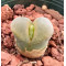 C.praesectum (Gabaib) - Seed