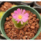 C.praesectum (Gemsbokvlakte) - Seed