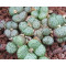 C.obcordellum 1452.41 - Seed