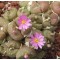 C.taylorianum - Seed