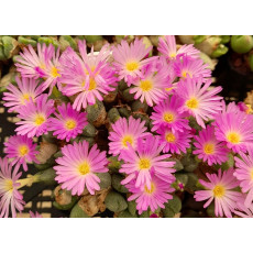 C.ernianum - Seed