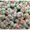 C.truncatum (Oudtshoorn) - Seed