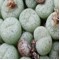 C.truncatum (Oudtshoorn) - Seed