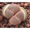 C003 - Seed