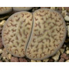 C013 - Seed