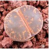 C017 - Seed
