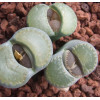 C034 - Seed
