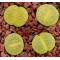 C036B - Seed