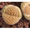 C038 - Plant