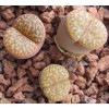 C042 - Plant