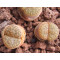 C043 - Plant