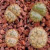 C043 - Seed