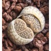 C050 - Seed