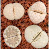 C063 - Seed
