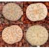 C067 - Plant