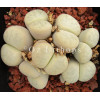 C069 - Plant