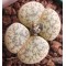 C073 - Plant