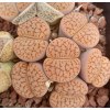 C073 - Plant