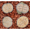 C074 - Plant